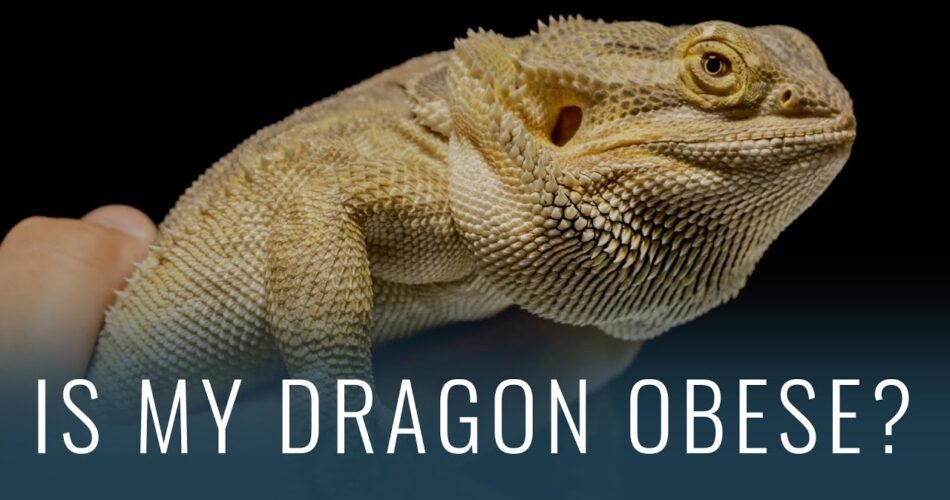 Bearded Dragon Obese