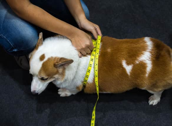 Corgi Obese