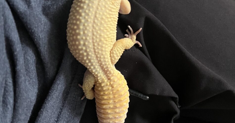 Obese Leopard Gecko